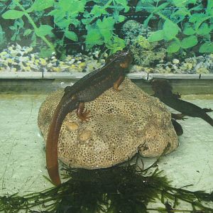 Himalayan Crocodile Salamanders (Tylototriton verrucosus)