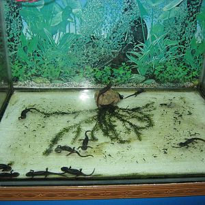 Himalayan Crocodile Salamanders (Tylototriton verrucosus)