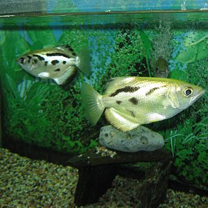 Burmese Archerfish (Toxotes blythii)