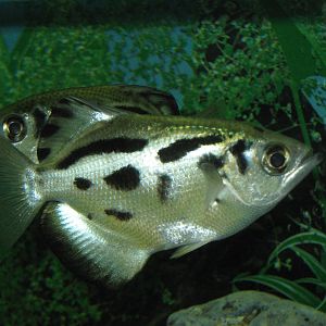 Burmese Archerfish (Toxotes blythii)