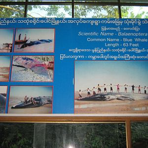 signage for the Blue Whale skeleton