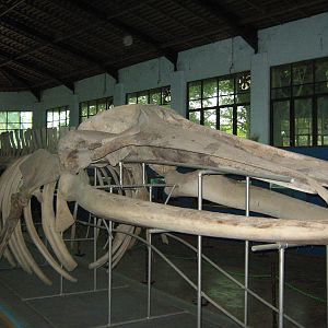 Blue Whale skeleton