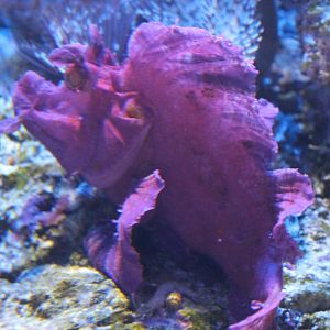 Leaf Scorpionfish (Rhinopias eschmeyeri)