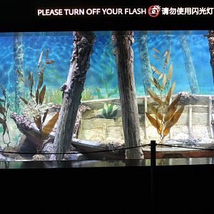 tank for sea-dragons