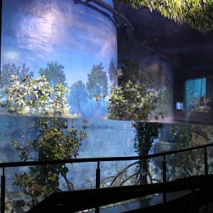 deep end of the mangrove tank