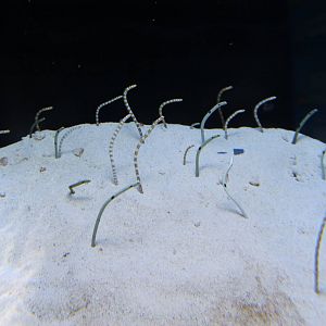 bubble tank for Garden Eels