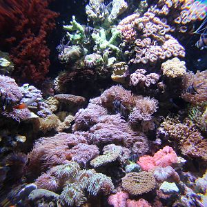 bubble tank for soft corals