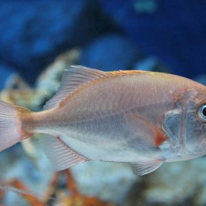 Big Roughy (Gephyroberyx japonicus)