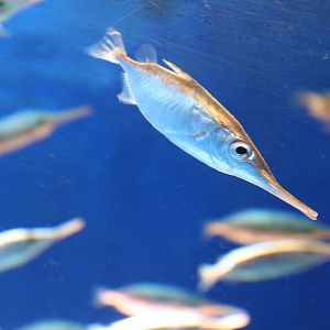 Snipefish (Macroramphosus scolopax)