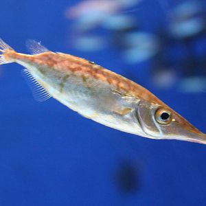 Snipefish (Macroramphosus scolopax)