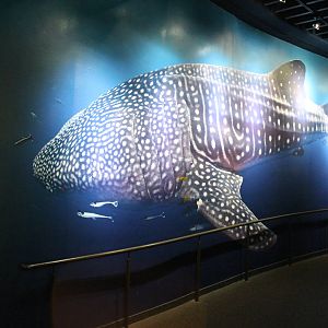 Whale Shark mural