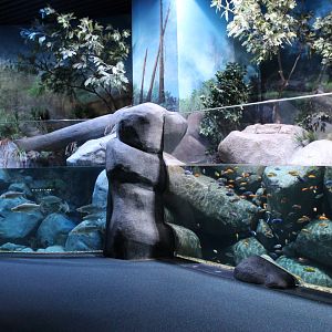 African freshwater tanks