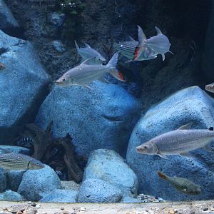 African freshwater tank