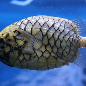Pinecone Fish (Monocentrus japonica)
