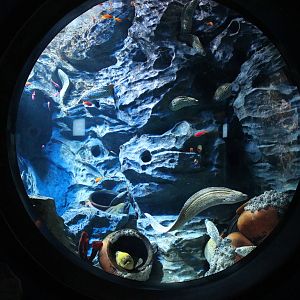 tank for moray eels
