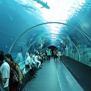 tunnel through shark tank