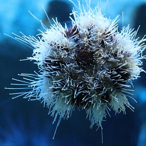 White-tip Urchin (Tripneustes sp)