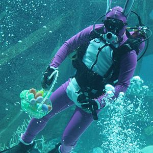 Easter Bunny diver