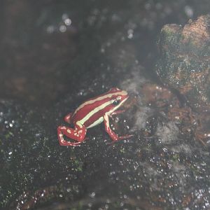 Phantasmal Poison-Dart Frog @ Deep Sea World 15.10.2014
