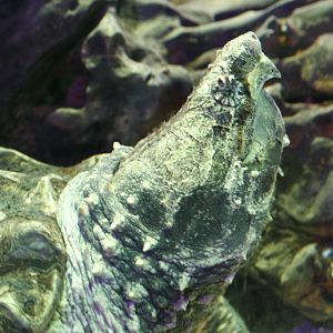 Alligator Snapping Turtle @ Deep Sea World 15.10.2014