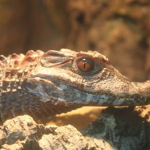 juvenile Cuvier's Dwarf Caiman @ Deep Sea World 15.10.2014