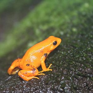 Golden Mantella @ Deep Sea World 15.10.2014