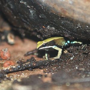 Green Mantella @ Deep Sea World 15.10.2014