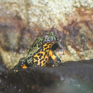 Oriental Fire-Bellied Toad @ Deep Sea World 15.10.2014