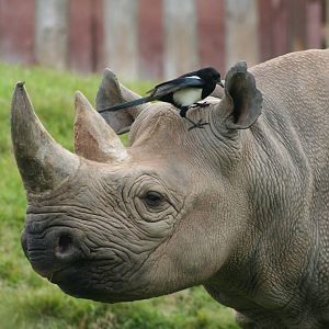 Black Rhino (and Magpie)@ Chester; 11.10.2014