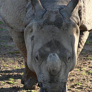 Indian Rhino@ Chester; 11.10.2014