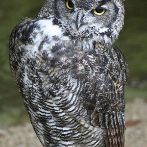 Great Horned Owl @ Cotswold Falconry; 24.10.2014