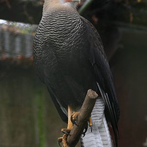 Southern Crested Caracara @ Cotswold Falconry; 24.10.2014