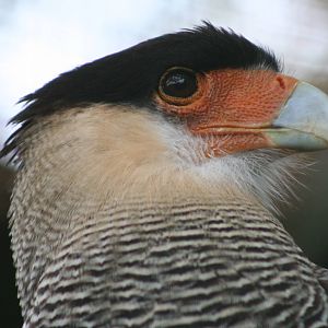 Southern Crested Caracara @ Cotswold Falconry; 24.10.2014