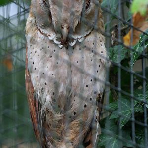 Oriental Bay Owl @ Cotswold Falconry; 24.10.2014