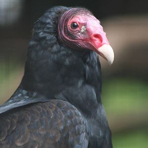 Turkey Vulture @ Cotswold Falconry; 24.10.2014