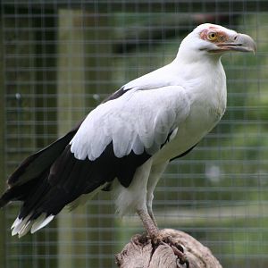 Palm Nut Vulture @ Cotswold Falconry; 24.10.2014