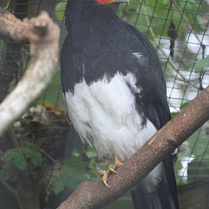 Mountain Caracara @ Cotswold Falconry; 24.10.2014