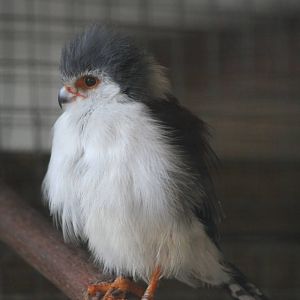 African Pygmy Falcon @ Cotswold Falconry; 24.10.2014