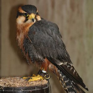 Aplomado Falcon @ Cotswold Falconry; 24.10.2014