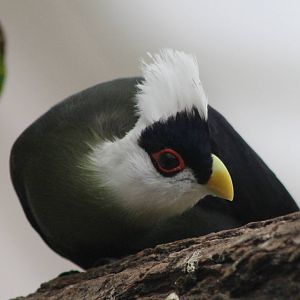 White-crested touraco