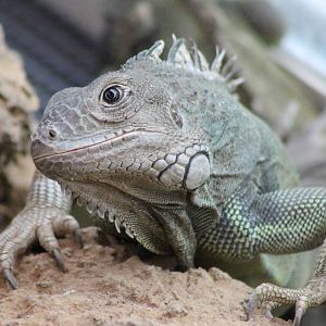 Green iguana