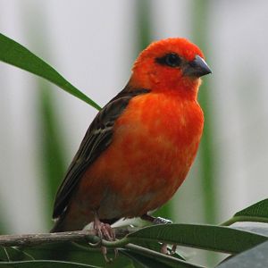 Madagascar fody male