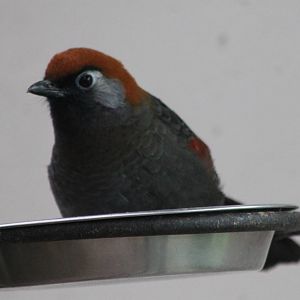 Red-tailed laughing thrush