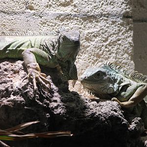 Green iguanas
