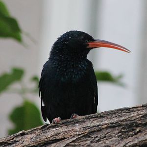 Green wood-hoopoe