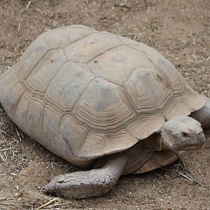 African spurred tortoise