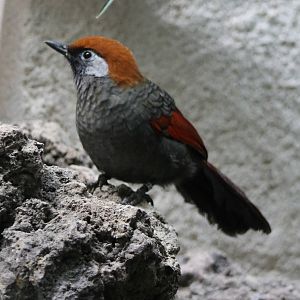 Red-tailed laughing thrush