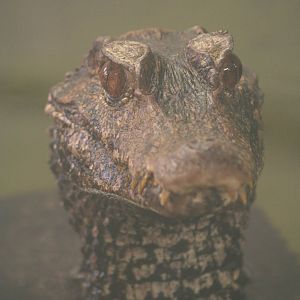 Cuvier's Dwarf Caiman @ Crocodiles of the World; 24.10.2014