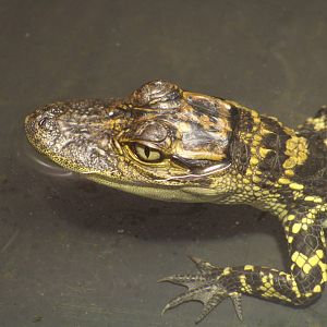 American Alligator hatchling@ Crocodiles of the World; 24.10.2014