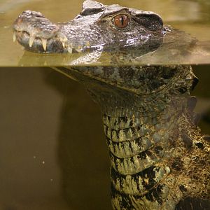 Schneider's Dwarf Caiman @ Crocodiles of the World; 24.10.2014